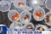 巢湖@铲屎官们 养“异宠”或危害国家安全 这些行为违法了
