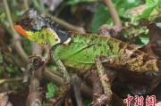 巢湖云南南滚河保护区首次发现红唇棘蜥