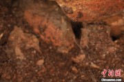 巢湖江西发现蜘蛛新物种 为研究呵叻蛛属适应区域提供依据