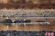巢湖歙县完成安徽首个县域生物多样性调查 共记录物种近4千种